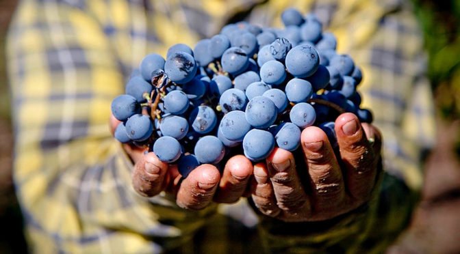 España es el mayor viñedo ecológico del Mundo