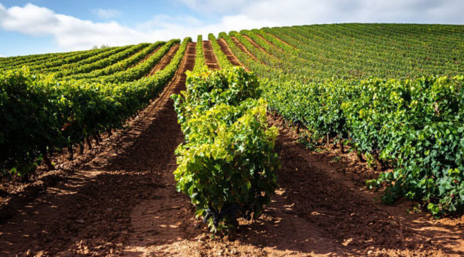 Rioja suma 15 nuevos ‘Viñedos Singulares’